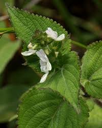 Image result for Equilabium