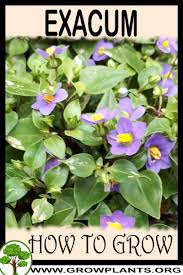 Image result for Exacum