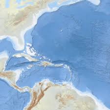 Image result for Hypericophyllum elatum