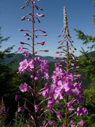 Did you scroll all this way to get facts about oregon native plant? Native Species Spotlight Fireweed West Multnomah Soil Water Conservation District