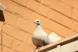 Collection by • last updated 1 day ago. Die 25 Besten Bilder Stock Fotos Und Vektorgrafiken Zu Sitting Pigeon Adobe Stock