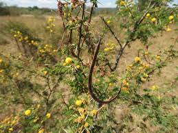 Image result for Acacia hockii