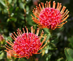 Image result for Protea enervis