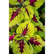 Image result for Coleus guerkei