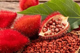 Image result for Bixa orellana