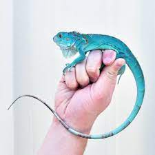 Pin On Animal