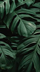 50 Schone Dunkle Tapeten Aesthetic Iphone Hintergrund Free Hd Download In 2020 Leaves Wallpaper Iphone Plant Wallpaper Iphone Wallpaper Plants