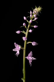 Image result for Stenoglottis