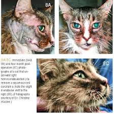 If you have any of these signs, see your doctor. Feline Oral Squamous Cell Carcinoma An Overview Dvm 360
