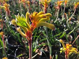 Image result for Anigozanthos