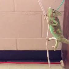 Chameleon Wrecking Ball Cute Funny Animals Cute Reptiles Funny Gif