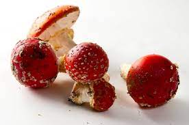 X and summit get away so easily (clips.twitch.tv). How To Safely Eat Amanita Muscaria