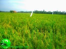 Mungkin ramai diantara kita yang tidak pernah sampai ke gambar pemandangan sawah padi ini. Foto Padi Di Sawah Mulai Menguning