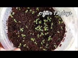 How To Germinate Petunia Seeds Whimsy Crafter Youtube