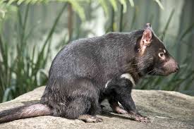 All tasmanian snakes bear live young (viviparous). 9 Enlightening Facts About Tasmanian Devils