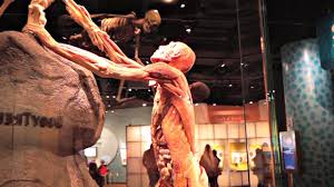 Denver Museum Of Nature And Science Vlog 54 Part 1 Youtube