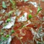 Image result for Schwenckia