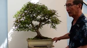 If there are diseased areas visible on an otherwise healthy tree, properly removing the diseased sections could save the tree's life. Reviving An Almost Dead Tree Youtube