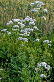 Valerian and the city of a thousand planets. Valerian Advice From The Herb Lady