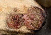 This disease is confirmed by skin biopsy, preferably of an intact pustule. Canine And Feline Pemphigus Foliaceus Improving Your Chances Of A Successful Outcome Dvm 360