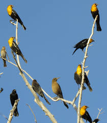 Yellow Birds Of Arizona Desert Yellow Headed Blackbirds Great Hobbies Animals Birds