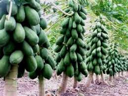 If you are only planting a small number of seeds, soak the seeds for a few days in water, then cut the fruit tissue away with a knife. Maradol Papaya Tree Seeds Grows Fruit In Only 9 Months From Seed 10 Seeds Buy Online In Faroe Islands At Faroe Desertcart Com Productid 70596062