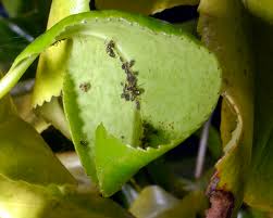 Toxoptera Aurantii ile ilgili gÃ¶rsel sonucu