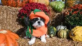 Yorktown Market Days - Paws at the River