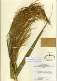 Image result for Phragmites karka