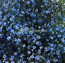 Total height of flowers with stem: Babys Breath Blue Filler Flower