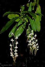 Image result for Cyrtorchis monteiroae