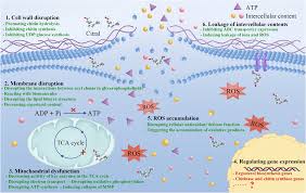 Image result for Elionurus platypus