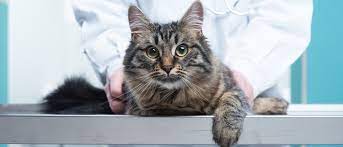 Ist die menge allerdings größer oder der kot ist einmal mehr blutig, sollte die katze schnellstmöglich zum tierarzt. Verstopfung Bei Katzen Erkennen Und Handeln Tipps Zur Vorbeugung