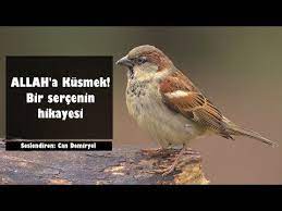 allah a kusen bir sercenin hikayesi buyuk ibret can demiryel youtube allah amber cicegi ozlu sozler