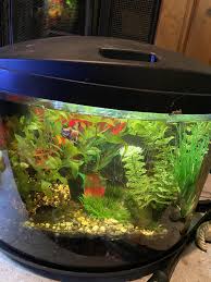 How Can I Play With My Betta Fish?