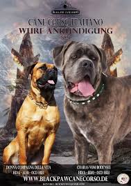 To furnish guidelines for breeders who wish to maintain the in fawn and brindle dogs, the black or grey mask on the muzzle should not go beyond the line of the eyes. Black Paw Cane Corso Home Facebook