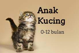 Meskipun cara ini mungkin agak memualkan tetapi rupa paras najis kucing memberi petanda samada kucing anda sihat atau tidak. Langkah Menjaga Anak Kucing Stray Penjagaan Kesihatan Kucing