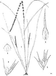 Image result for Elytrophorus spicatus