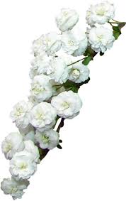 Scegli tra tantissimi prodotti in offerta e con consegna rapida. Foto Fiori Bianchi