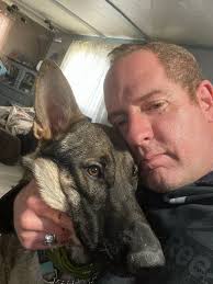 Medium-sized working line Shepherd or Malinois for breeding