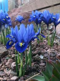 Cutting the foliage to ground level is fine if the foliage dies back completely. Pin On Gardens
