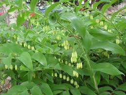 Its name is derived from the scars left when its stems fall back, which resemble two interlocking triangles—the symbol you see in the seal of king solomon. Solomon S Seal Growing How To Plant Solomon S Seal