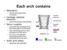 Auditory ossicles xương nhỏ thính giác. Pharyngeal Arches Dr N Satyanarayana Fom Department Of Anatomy Aimst University Malaysia Ppt Video Online Download