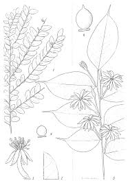 Image result for Dicranolepis