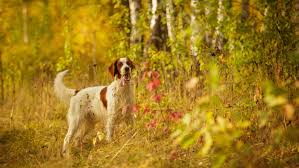 Image result for irský červenobílý setr