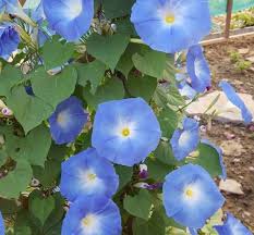Image result for Ipomoea tricolor