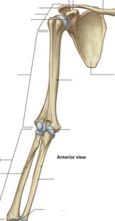 Maybe you would like to learn more about one of these? Shoulder And Arm Bones Diagram Quizlet