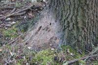 De lichtgekleurde, gesponnen nesten die door rupsen bewoond worden zitten altijd vast aan stam of grote takken van de boom gd veterinair 2007. Nature Today Nieuwe Ontdekking Eikenprocessierupsen Maken Bodemnesten