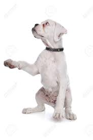 White Boxer Puppy In Front Of A White Background Stock Photo Picture And Royalty Free Image Image 10254511