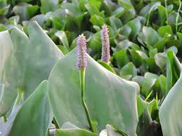 Image result for Pontederiaceae